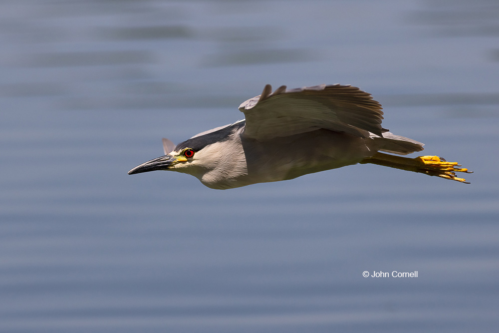 Black-crowned Night Heron;Flying Bird;Heron;Nycticorax nycticorax;One;Photography;action;active;aloft;avifauna;behavior;bird;birds;color image;color photograph;feather;feathered;feathers;flight;fly;flying;in flight;motion;movement;natural;nature;one animal;outdoor;outdoors;soar;soaring;wild;wilderness;wildlife;wing;winged;wings